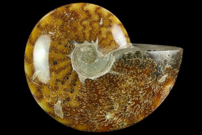 Polished Ammonite (Cleoniceras) Fossil - Madagascar #127202